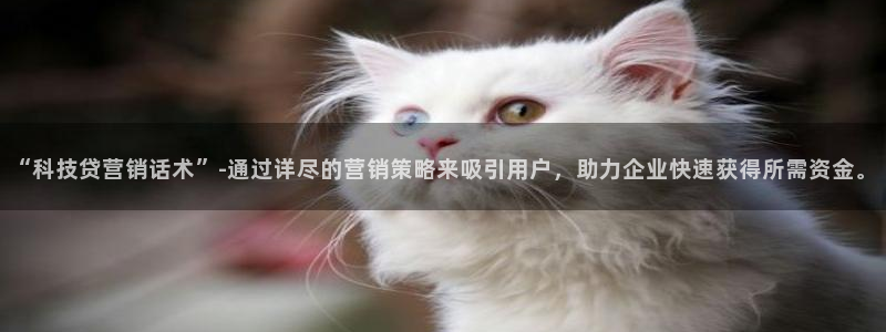 今年会金年会